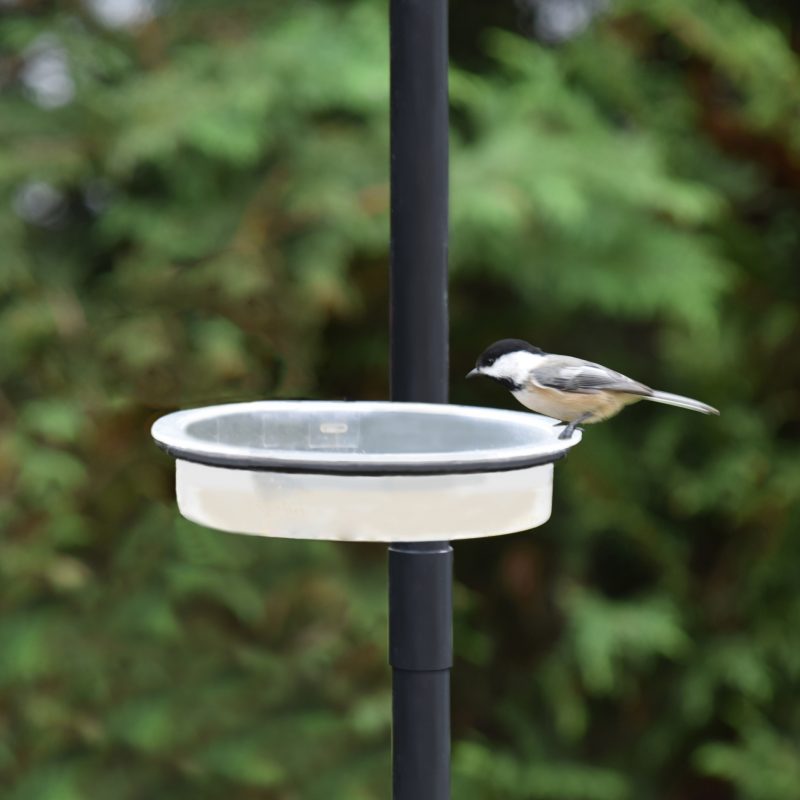 Water Dish and Birdbath Accessory For Backyard Bird Feeding Stations