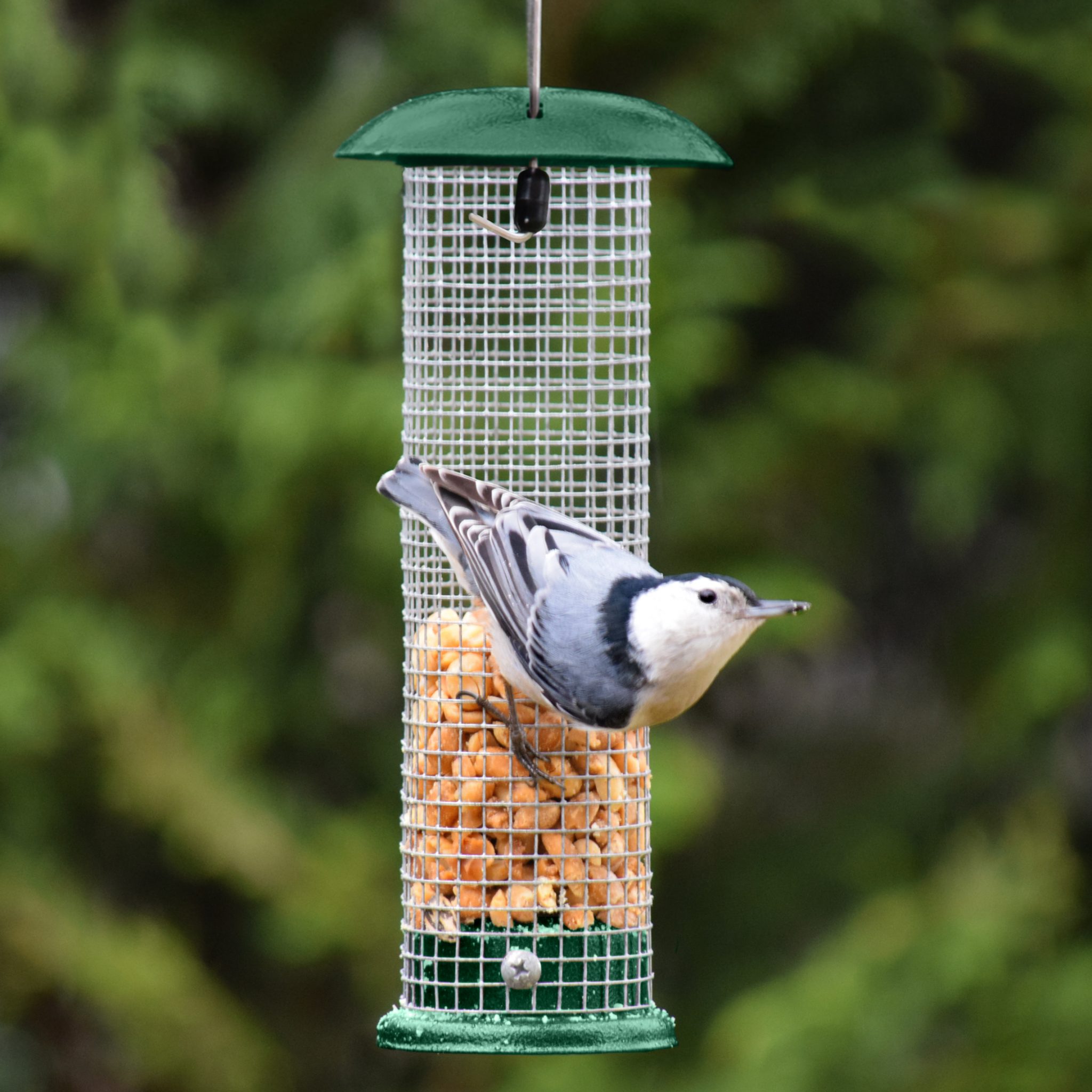 Peanut Feeders for Woodpeckers, Titmice, Nuthatches, Chickadees, Jays
