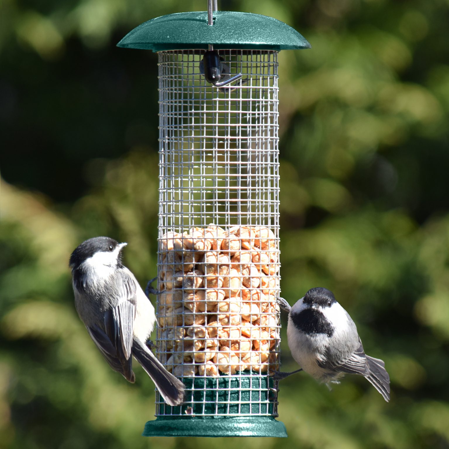 Peanut Feeders for Woodpeckers, Titmice, Nuthatches, Chickadees, Jays